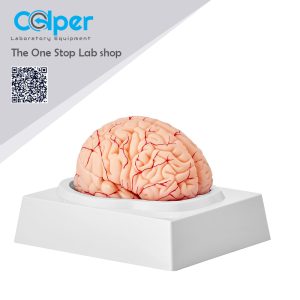 Human Brain Model Anatomy