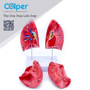 Human Lung Anatomical Model