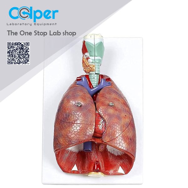 Human Respiratory System 7 Removable Parts