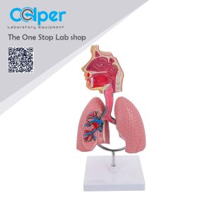 Respiratory System Model