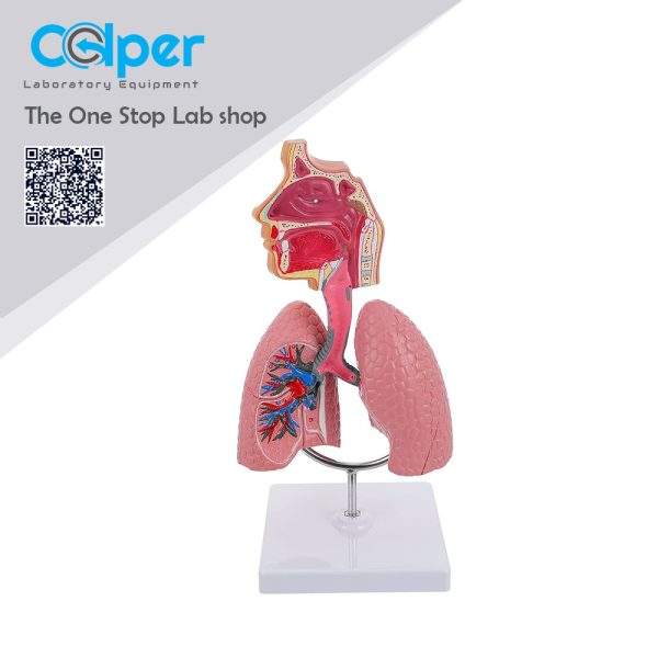 Respiratory System Model