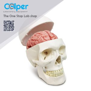 Human Skull and Brain Model