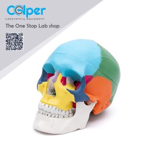 Human Colored Skull Model, Life Size 3-Part